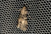 Euzophera pinguis