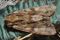 Apamea monoglypha