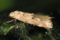 Mompha epilobiella
