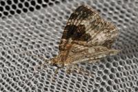 Epirrhoe alternata