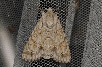 Acronicta aceris