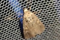 Spodoptera exigua