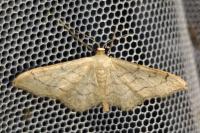 Idaea aversata