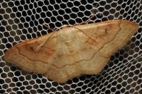 Idaea rubraria