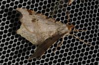 Macaria alternata