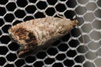 Cydia splendana