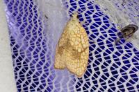 Acleris forsskaleana