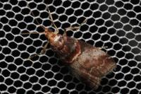 Acrobasis advenella