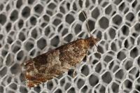 Ancylis achatana