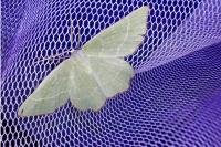 Thalera fimbrialis