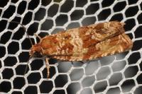 Celypha cespitana