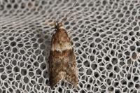 Acrobasis consociella