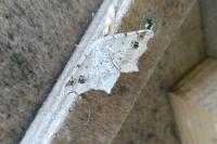 Macaria alternata