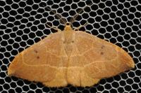Watsonalla binaria
