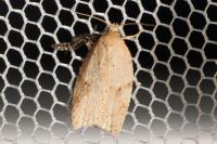 Acleris ferrugana/notana