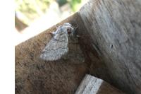 Gluphisia crenata
