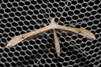 Stenoptilia