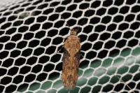 Scrobipalpa costella