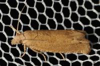 Pelochrista caecimaculana