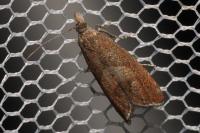 Dichrorampha acuminatana