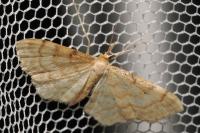 Idaea fuscovenosa