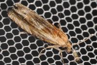 Eucosma cana