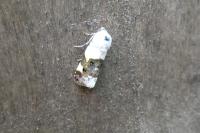 Acontia lucida