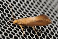 Crassa unitella