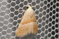 Eublemma parva