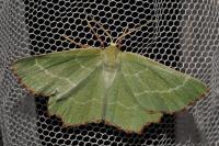 Thalera fimbrialis