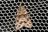 Eudonia mercurella