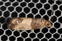 Spilonota ocellana