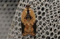 Acleris variegana