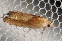 Eucosma gr. hohenwartiana