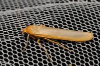 Manulea complana
