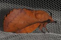 Gastropacha quercifolia