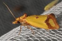 Agapeta zoegana