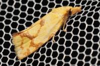 Agapeta hamana