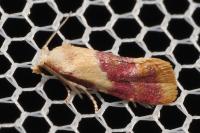 Diceratura ostrinana