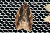 Acleris umbrana
