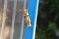 Acrobasis tumidana