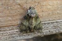 Polyphaenis sericata
