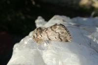 Thaumetopoea pityocampa