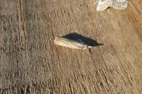Chrysoteuchia culmella