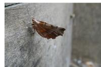 Selenia dentaria