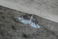 Xanthorhoe spadicearia