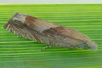 Eucosma conterminana