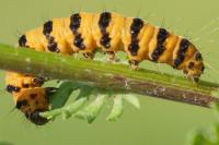Tyria jacobaeae
