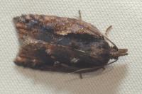 Acleris umbrana