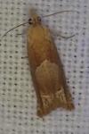 Eucosma conterminana